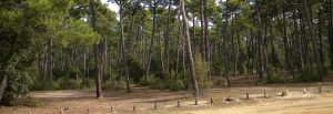 Camping La buzelière - forêt de pins Saint Jean de Monts
