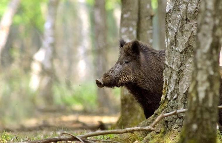 La Forêt et ses sangliers